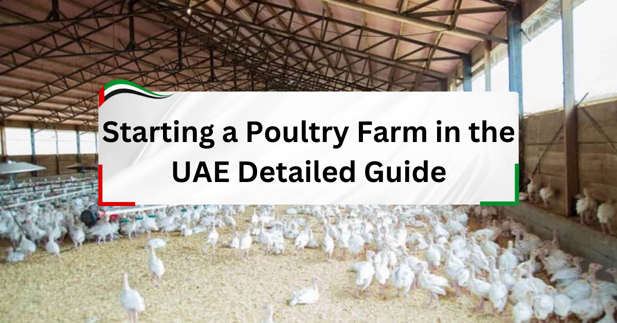 Starting a Poultry Farm in the UAE - Detailed Guide for 2025